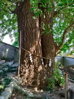 堤治神社の自然
