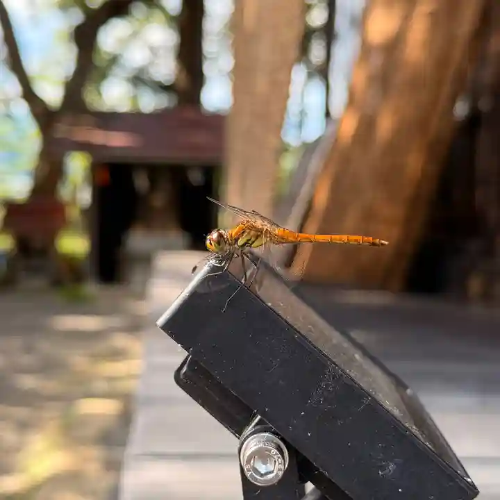 高司神社〜むすびの神の鎮まる社〜(福島県)