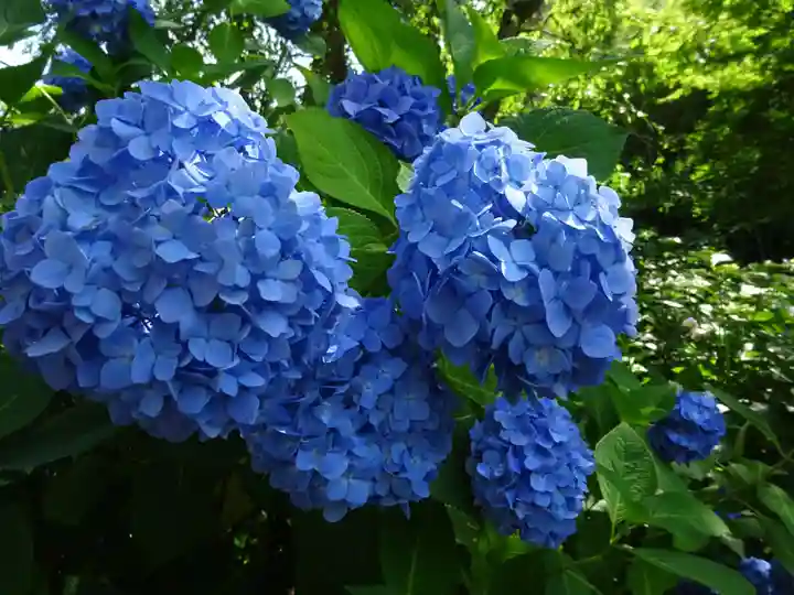 明月院(神奈川県)