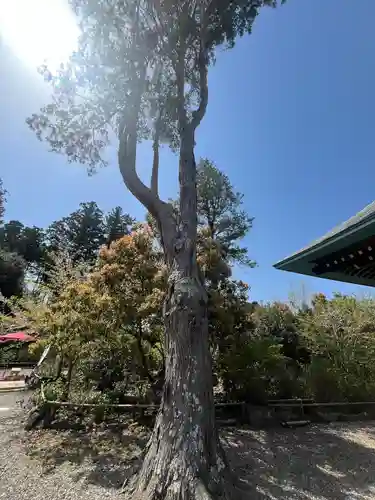 出雲大社上総教会（国吉神社内）(千葉県)