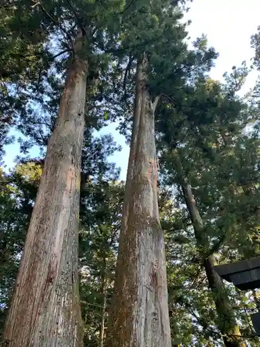 日光東照宮御仮殿の自然