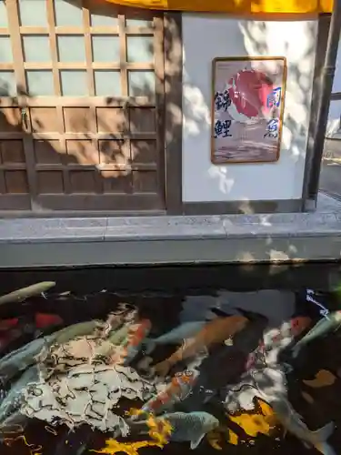 大聖観音寺（あびこ観音）の動物