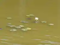 丹生都比売神社の自然