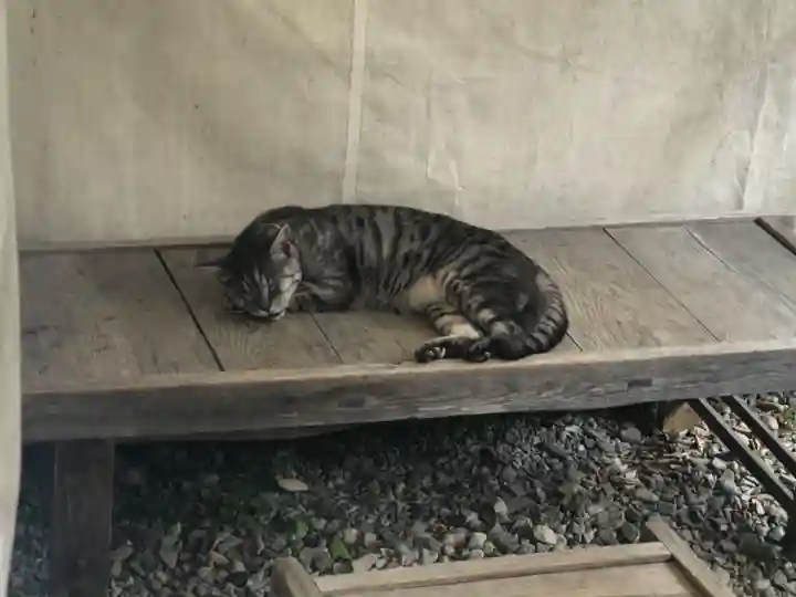 梅宮大社の動物