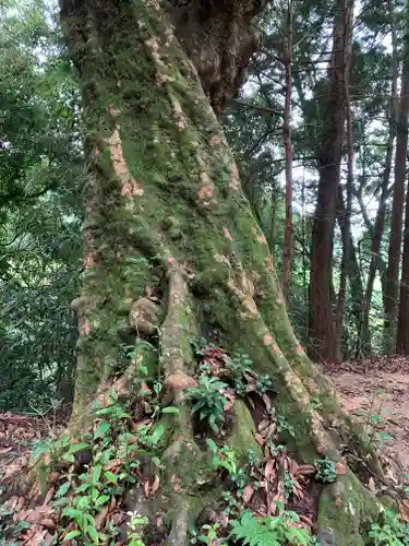 示現神社の自然