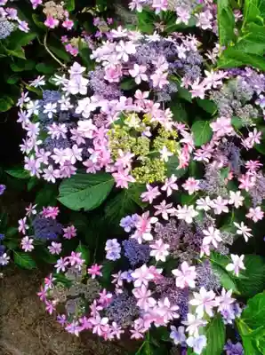 宝祥寺(東京都)