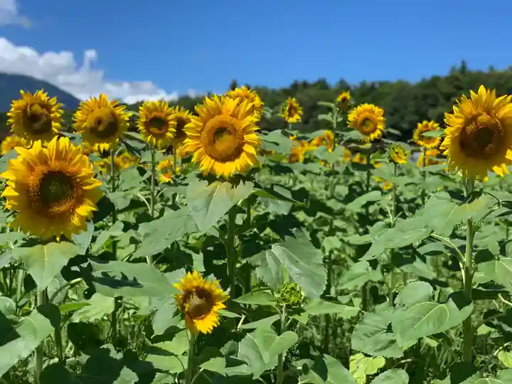 山中浅間神社の自然