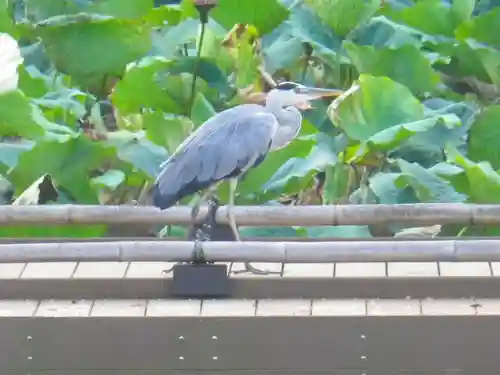 鶴岡八幡宮の動物
