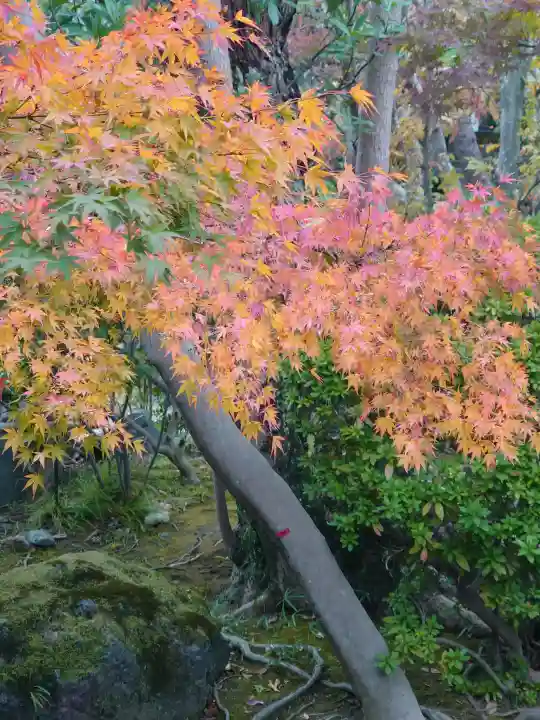 題経寺(柴又帝釈天)の{uncategorized: "未分類", other: "その他", undefined: "問題あり", building: "その他建物", grave: "お墓", sacred_gate: "鳥居", guardian: "狛犬", statue: "像", buddha: "仏像", history: "歴史", nature: "自然", garden: "庭園", animal: "動物", pagoda: "塔", temizu: "手水舎", mountain_gate: "山門・神門", sanctuary: "本殿・本堂", subordinate: "末社・摂社", art: "芸術", scenery: "景色", jizo: "地蔵", ema: "絵馬", goshuin: "御朱印", omikuji: "おみくじ", items: "授与品その他", amulet: "お守り", goshuincho: "御朱印帳", eats: "食事", festival: "お祭り", votive_dance: "神楽", shichigosan: "七五三参", wedding: "結婚式", experience: "体験その他", initially: "初詣", around: "周辺", anti_infection: "感染症対策"}