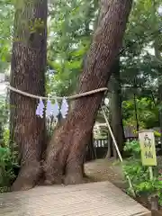 武蔵一宮氷川神社の自然