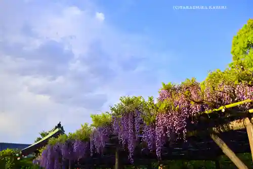亀戸天神社(東京都)