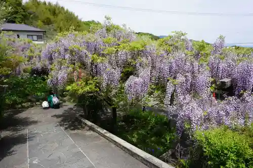 子安地蔵寺の自然