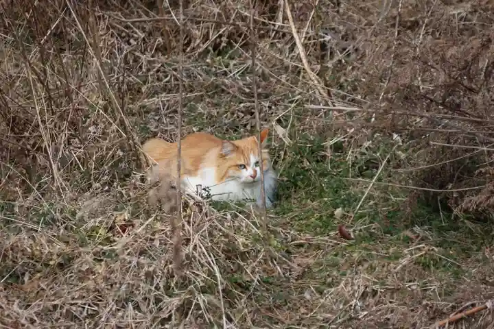大六天麻王神社の動物