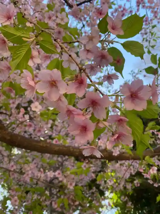 中山神社の{uncategorized: "未分類", other: "その他", undefined: "問題あり", building: "その他建物", grave: "お墓", sacred_gate: "鳥居", guardian: "狛犬", statue: "像", buddha: "仏像", history: "歴史", nature: "自然", garden: "庭園", animal: "動物", pagoda: "塔", temizu: "手水舎", mountain_gate: "山門・神門", sanctuary: "本殿・本堂", subordinate: "末社・摂社", art: "芸術", scenery: "景色", jizo: "地蔵", ema: "絵馬", goshuin: "御朱印", omikuji: "おみくじ", items: "授与品その他", amulet: "お守り", goshuincho: "御朱印帳", eats: "食事", festival: "お祭り", votive_dance: "神楽", shichigosan: "七五三参", wedding: "結婚式", experience: "体験その他", initially: "初詣", around: "周辺", anti_infection: "感染症対策"}