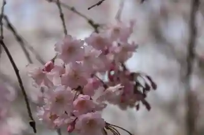 勝持寺（花の寺）(京都府)