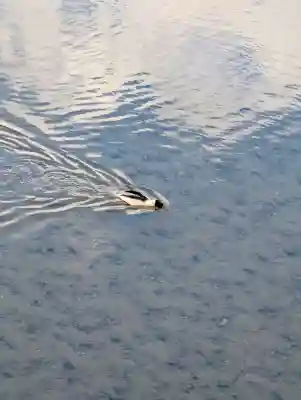 賀茂別雷神社（上賀茂神社）の{uncategorized: "未分類", other: "その他", undefined: "問題あり", building: "その他建物", grave: "お墓", sacred_gate: "鳥居", guardian: "狛犬", statue: "像", buddha: "仏像", history: "歴史", nature: "自然", garden: "庭園", animal: "動物", pagoda: "塔", temizu: "手水舎", mountain_gate: "山門・神門", sanctuary: "本殿・本堂", subordinate: "末社・摂社", art: "芸術", scenery: "景色", jizo: "地蔵", ema: "絵馬", goshuin: "御朱印", omikuji: "おみくじ", items: "授与品その他", amulet: "お守り", goshuincho: "御朱印帳", eats: "食事", festival: "お祭り", votive_dance: "神楽", shichigosan: "七五三参", wedding: "結婚式", experience: "体験その他", initially: "初詣", around: "周辺", anti_infection: "感染症対策"}