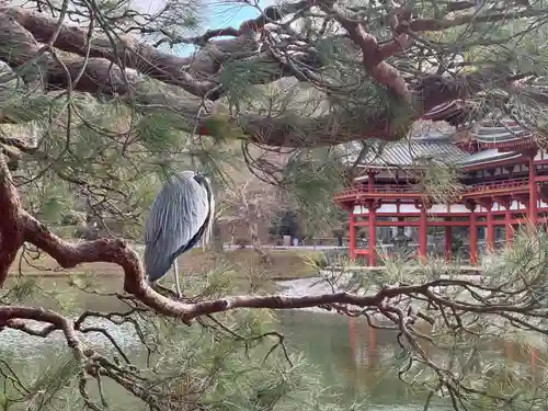 平等院(京都府)