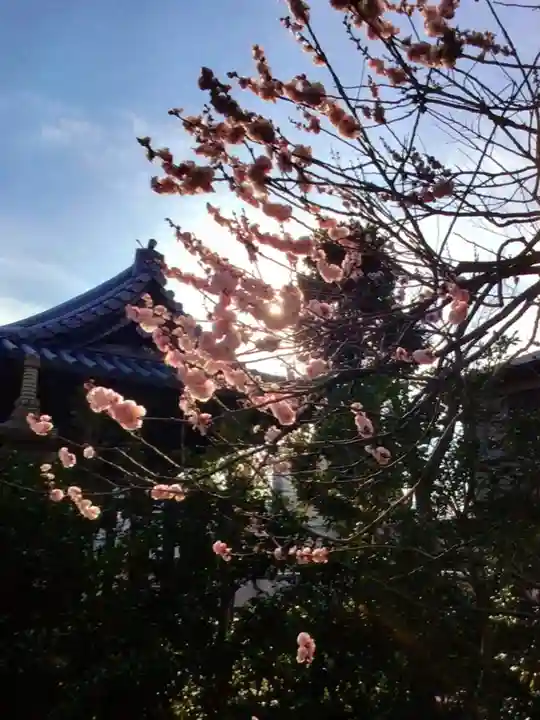 圓照寺(東京都)