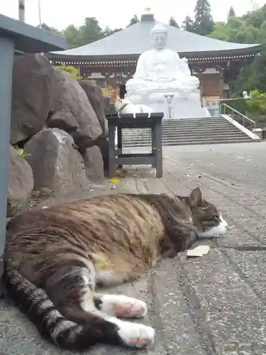 御誕生寺（猫寺）(福井県)