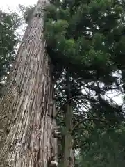 高野山金剛峯寺奥の院の自然