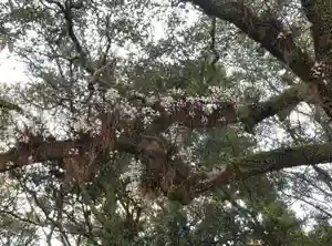 熊野速玉大社(和歌山県)(2024年04月21日(日) 19時25分02秒投稿)