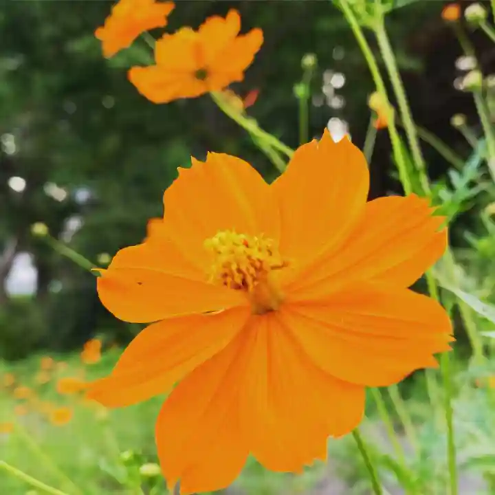 豊景神社の自然