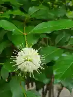 沙沙貴神社(滋賀県)