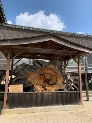 本山専修寺の自然