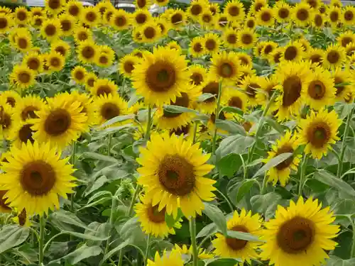 武州柿生琴平神社の周辺