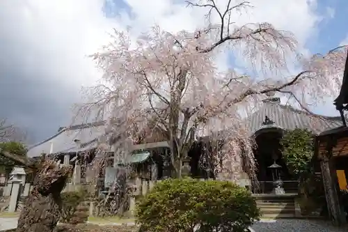 櫻本坊の庭園