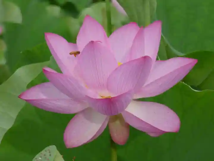 長谷寺(古河長谷観音)(茨城県)