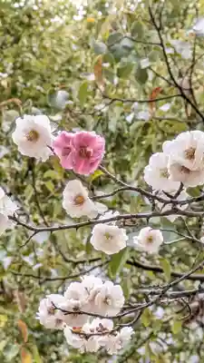  智積院(京都府)