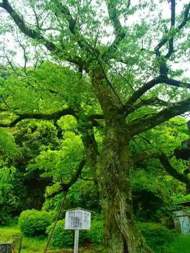 岐阜護國神社の自然