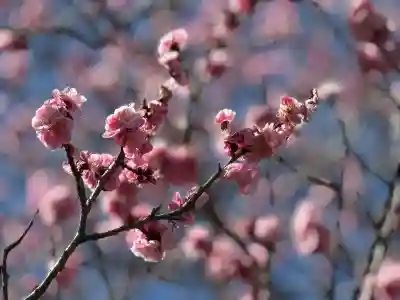 高麗神社の{uncategorized: "未分類", other: "その他", undefined: "問題あり", building: "その他建物", grave: "お墓", sacred_gate: "鳥居", guardian: "狛犬", statue: "像", buddha: "仏像", history: "歴史", nature: "自然", garden: "庭園", animal: "動物", pagoda: "塔", temizu: "手水舎", mountain_gate: "山門・神門", sanctuary: "本殿・本堂", subordinate: "末社・摂社", art: "芸術", scenery: "景色", jizo: "地蔵", ema: "絵馬", goshuin: "御朱印", omikuji: "おみくじ", items: "授与品その他", amulet: "お守り", goshuincho: "御朱印帳", eats: "食事", festival: "お祭り", votive_dance: "神楽", shichigosan: "七五三参", wedding: "結婚式", experience: "体験その他", initially: "初詣", around: "周辺", anti_infection: "感染症対策"}
