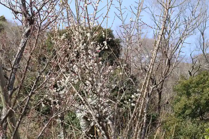 北野天満神社の自然