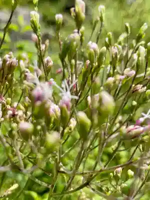 城南宮(京都府)