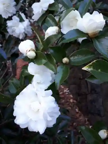 豊景神社の自然