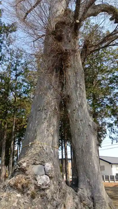 飯玉神社(埼玉県)