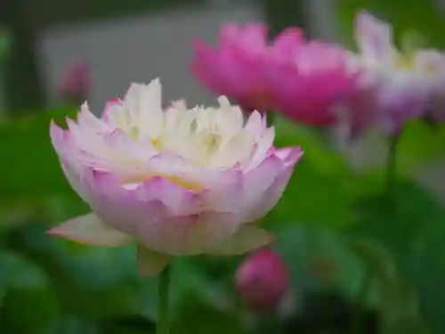 極楽山　浄土寺(北海道)