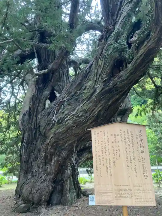 建長寺の{uncategorized: "未分類", other: "その他", undefined: "問題あり", building: "その他建物", grave: "お墓", sacred_gate: "鳥居", guardian: "狛犬", statue: "像", buddha: "仏像", history: "歴史", nature: "自然", garden: "庭園", animal: "動物", pagoda: "塔", temizu: "手水舎", mountain_gate: "山門・神門", sanctuary: "本殿・本堂", subordinate: "末社・摂社", art: "芸術", scenery: "景色", jizo: "地蔵", ema: "絵馬", goshuin: "御朱印", omikuji: "おみくじ", items: "授与品その他", amulet: "お守り", goshuincho: "御朱印帳", eats: "食事", festival: "お祭り", votive_dance: "神楽", shichigosan: "七五三参", wedding: "結婚式", experience: "体験その他", initially: "初詣", around: "周辺", anti_infection: "感染症対策"}