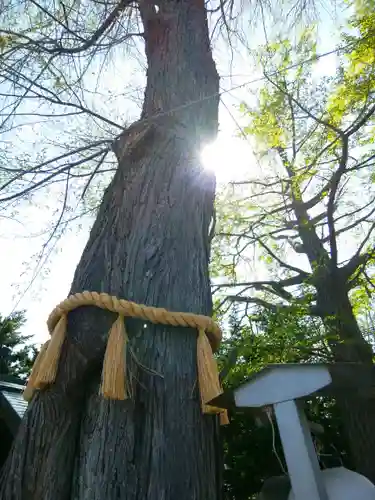 札幌諏訪神社の自然