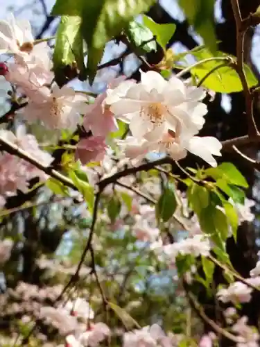 赤坂氷川神社(東京都)