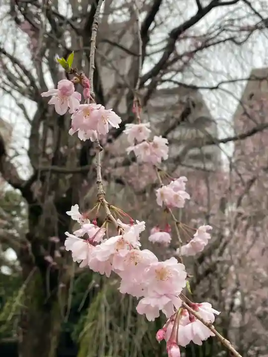 吉祥寺(東京都)