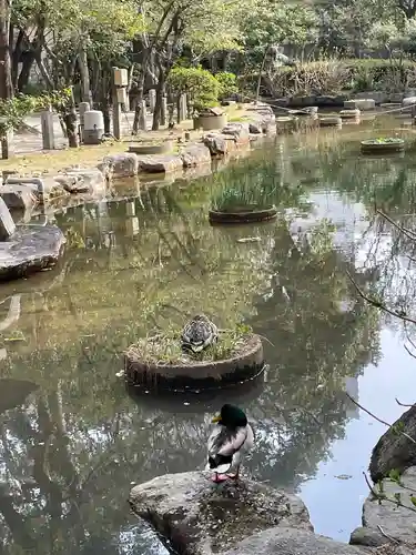 住吉神社の動物