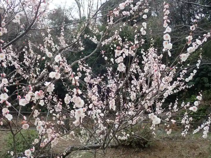 師岡熊野神社の御朱印
