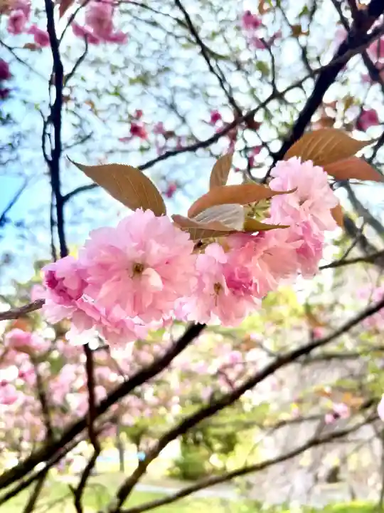 蚊里田八幡宮の{uncategorized: "未分類", other: "その他", undefined: "問題あり", building: "その他建物", grave: "お墓", sacred_gate: "鳥居", guardian: "狛犬", statue: "像", buddha: "仏像", history: "歴史", nature: "自然", garden: "庭園", animal: "動物", pagoda: "塔", temizu: "手水舎", mountain_gate: "山門・神門", sanctuary: "本殿・本堂", subordinate: "末社・摂社", art: "芸術", scenery: "景色", jizo: "地蔵", ema: "絵馬", goshuin: "御朱印", omikuji: "おみくじ", items: "授与品その他", amulet: "お守り", goshuincho: "御朱印帳", eats: "食事", festival: "お祭り", votive_dance: "神楽", shichigosan: "七五三参", wedding: "結婚式", experience: "体験その他", initially: "初詣", around: "周辺", anti_infection: "感染症対策"}