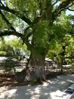諫早神社(九州総守護 四面宮)の{uncategorized: "未分類", other: "その他", undefined: "問題あり", building: "その他建物", grave: "お墓", sacred_gate: "鳥居", guardian: "狛犬", statue: "像", buddha: "仏像", history: "歴史", nature: "自然", garden: "庭園", animal: "動物", pagoda: "塔", temizu: "手水舎", mountain_gate: "山門・神門", sanctuary: "本殿・本堂", subordinate: "末社・摂社", art: "芸術", scenery: "景色", jizo: "地蔵", ema: "絵馬", goshuin: "御朱印", omikuji: "おみくじ", items: "授与品その他", amulet: "お守り", goshuincho: "御朱印帳", eats: "食事", festival: "お祭り", votive_dance: "神楽", shichigosan: "七五三参", wedding: "結婚式", experience: "体験その他", initially: "初詣", around: "周辺", anti_infection: "感染症対策"}