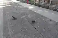 六甲八幡神社の動物