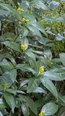 西源院(京都府)
