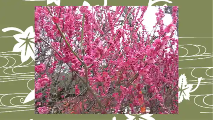 賀茂御祖神社(下鴨神社)(京都府)
